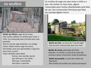 Muíño de Piñeiro, lugar de As Covas.
Este muíño usábano os veciños para moer o
millo. Foi restaurado polo Concello pero está
pechado.
Está na ruta do rego Andoriña, nun antigo
Castro. Neste mesmo lugar hai outro,
derrubado, pero que aproveitaba a auga dun
para moer o outro.
Copla recollida nesta aldea:
Durme, meu meniño, durme
que teño que ir ao muíño.
Teño que ir pola fariña,
Para facer o panciño.
Muíño de Vilar, no inicio da “ruta da auga”
Está moi ben reconstruído pero non moe.
Muíño da pontella, un dos dez muíños de
Riamonte.
Pero tamén hai muíños nas outras parroquias.
Muíño de Lamas, parroquia de Ames.
Silvestre, un veciño, é o que leva conta del,
ensínao e pono a funcionar cando llo pedimos.
Os muíños de auga son para moer o millo e o
pan. Hai moitos na nosa zona, algúns
restaurados pero moitos abandonados pola falta
de uso. Son construcións fermosas que falan
dun pasado ligado á terra.
OS MUÍÑOS
 