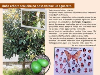 Unha árbore senlleira no noso xardín: un aguacate.
Todo comezou hai uns 14 anos.
Veu para o colexio un alumno colombiano cando estabamos
iniciando 1º de Primaria.
Para favorecer a súa acollida, quixemos saber cousas do seu
país e unha das actividades foi probar algúns dos froitos
que se dan alí. Así soubemos do mango e do aguacate.
A croia dun aguacate puxémola e auga e fomos observando
que pasaba. Pasou tempo e tempo (uns seis meses case)
ata que saíu a raíz e logo puxémola en maceta.
Ao ano seguinte, plantámola no xardín o 21 de marzo. E foi
medrando ... Ata que fai dous anos vimos que floreaba! Un
acontecemento! Aquel ano probamos o seu froito.
Este ano deu moitos aguacates. Son grandes e están moi
moi ricos. Leva todo o ano dando froito e agora mesmo ten
froitos pequenos, algún case maduro e está a botar flor.
Vai ser a nosa mascota vexetal!
 