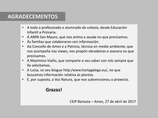 AGRADECEMENTOS
• A todo o profesorado e alumnado do colexio, desde Educación
Infantil a Primaria.
• Á ANPA San Mauro, que nos anima e axuda no que precisamos.
• Ás familias que colaboraron con información.
• Ao Concello de Ames e a Patricia, técnica en medio ambiente, que
nos acompaña nas viaxes, nos propón obradoiros e asesora no que
precisamos.
• A Maximino Viaño, que comparte o seu saber con nós sempre que
llo solicitamos.
• A Luísa, co seu blogue http:/www.hortagalega.eu/, no que
buscamos información relativa ás plantas.
• E, por suposto, a Voz Natura, que nos subvencionou o proxecto.
Grazas!
CEIP Barouta – Ames, 27 de abril de 2017
 