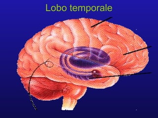Lobo temporale
 
