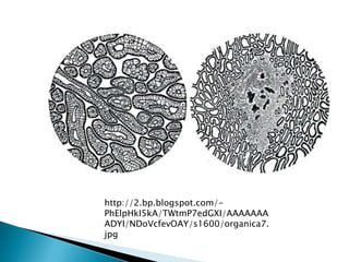 http://2.bp.blogspot.com/-
PhElpHkI5kA/TWtmP7edGXI/AAAAAAA
ADYI/NDoVcfevOAY/s1600/organica7.
jpg
 
