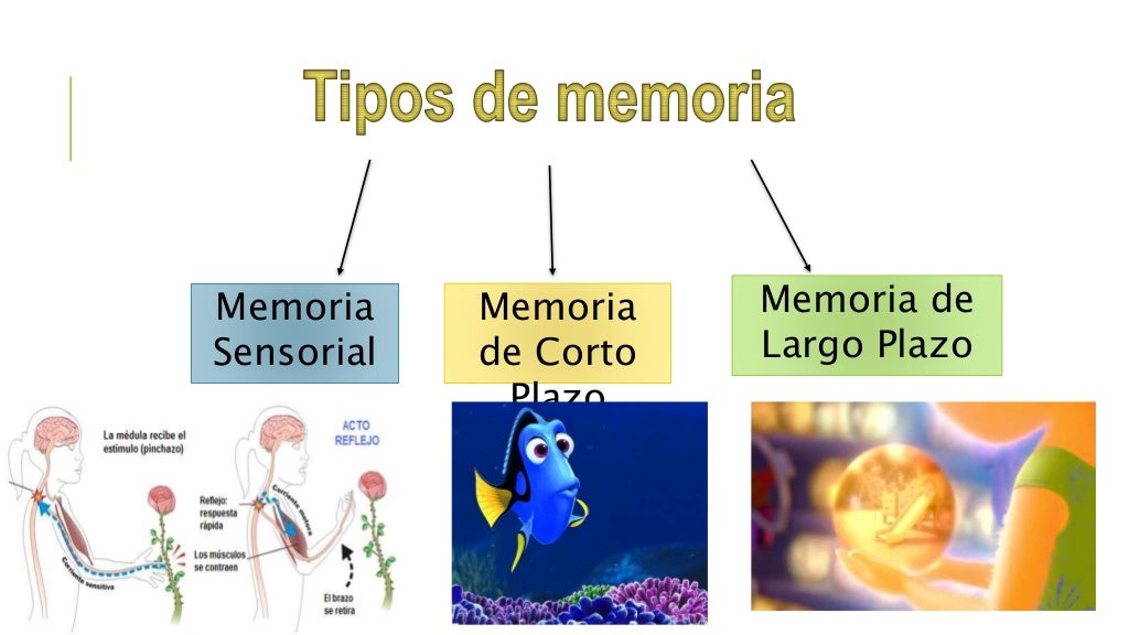 ¡ Memoria a largo plazo