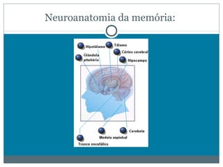 Neuroanatomia da memória: 
 