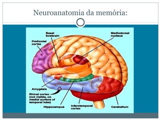 Neuroanatomia da memória: 
 