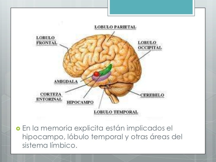 Memoria bases biológicas de la memoria