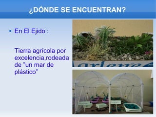 ¿DÓNDE SE ENCUENTRAN?
 En El Ejido :
Tierra agrícola por
excelencia,rodeada
de ”un mar de
plástico”
 