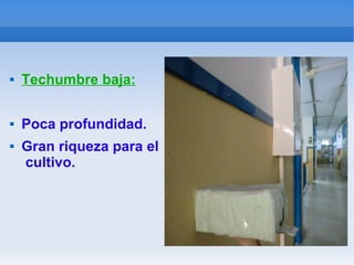  Techumbre baja:
 Poca profundidad.
 Gran riqueza para el
cultivo.
 