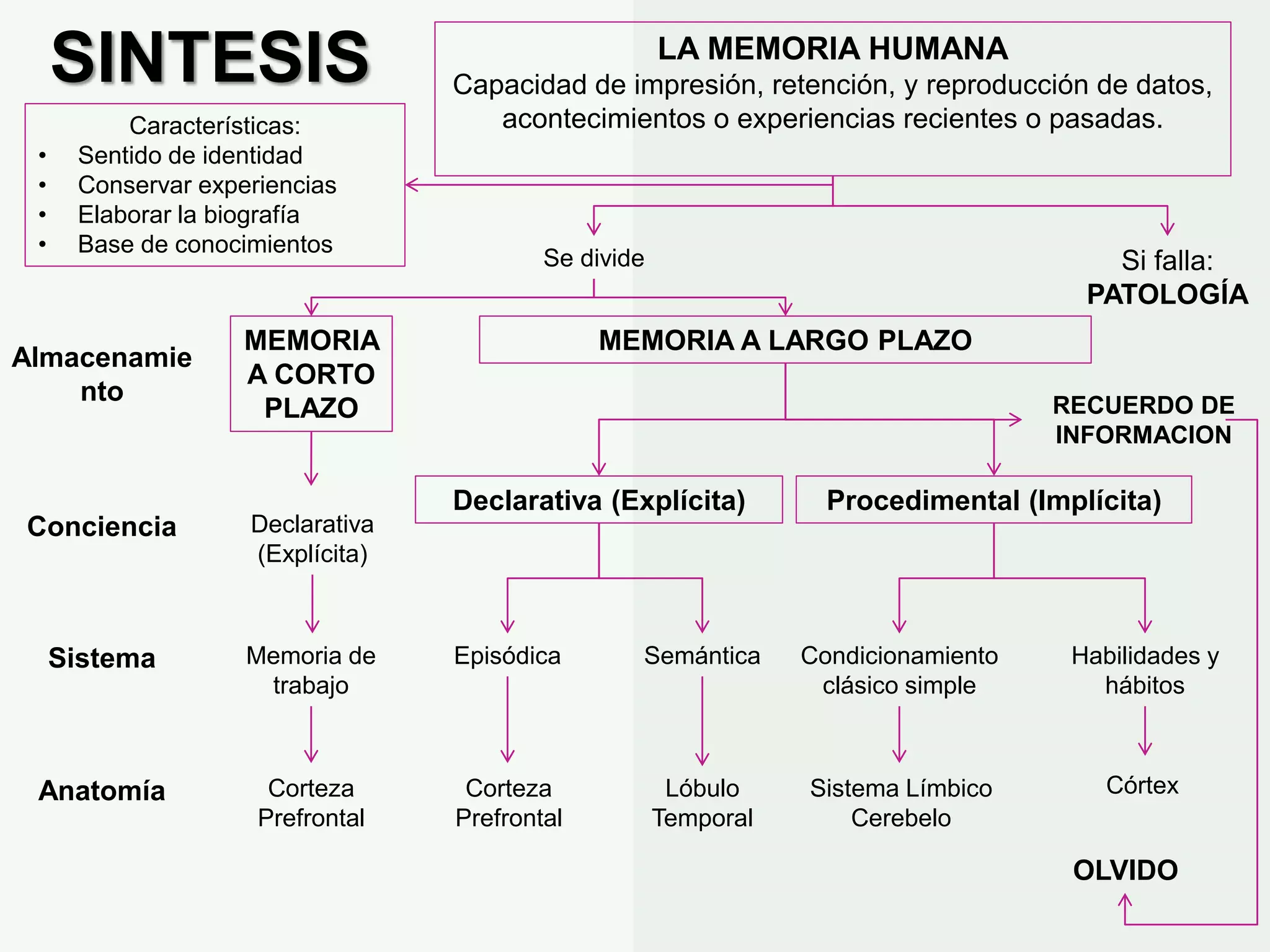 LA MEMORIA HUMANA | PPT