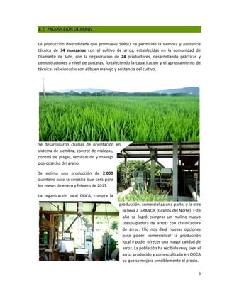 1. f) PRODUCCIÓN DE ARROZ


La producción diversificada que promueve SERSO ha permitido la siembra y asistencia
técnica de 34 manzanas con el cultivo de arroz, establecidas en la comunidad de
Diamante de Sión, con la organización de 24 productores, desarrollando prácticas y
demostraciones a nivel de parcelas, fortaleciendo la capacitación y el apropiamiento de
técnicas relacionadas con el buen manejo y asistencia del cultivo.




Se desarrollaron charlas de orientación en
sistema de siembra, control de malezas,
control de plagas, fertilización y manejo
pos-cosecha del grano.

Se estima una producción de 2.000
quintales para la cosecha que será para
los meses de enero y febrero de 2013.

La organización local ODCA, compra la
                                           producción, comercializa una parte, y la otra
                                             la lleva a GRANOR (Granos del Norte). Este
                                             año se logró comprar un molino nuevo
                                             (despulpadora de arroz) con clasificadora
                                             de arroz. Ello nos dará nuevas opciones
                                             para poder comercializar la producción
                                             local y poder ofrecer una mayor calidad de
                                             arroz. La población ha recibido muy bien el
                                             arroz producido y comercializado en ODCA
                                             ya que se mejora sensiblemente el precio.

                                                                                      5
 