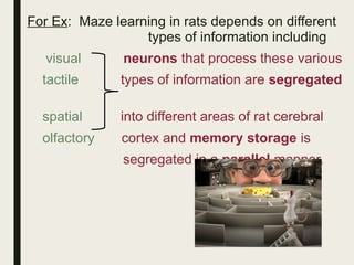 For Ex: Maze learning in rats depends on different
types of information including
visual neurons that process these various
tactile types of information are segregated
spatial into different areas of rat cerebral
olfactory cortex and memory storage is
segregated in a parallel manner.
 