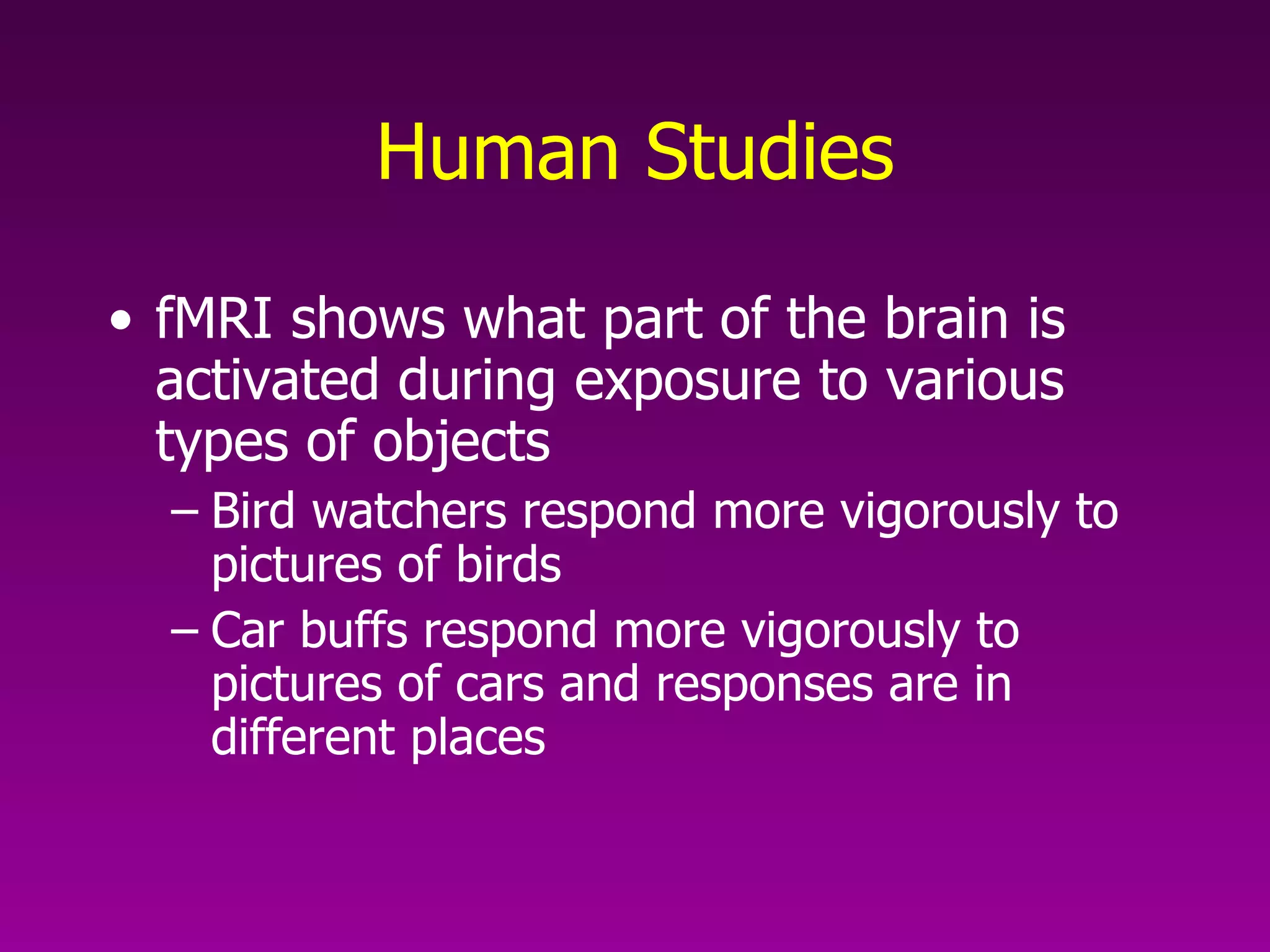 Human Studies fMRI shows what part of the brain is activated during exposure to various types of objects  Bird watchers respond more vigorously to pictures of birds  Car buffs respond more vigorously to pictures of cars and responses are in different places   
