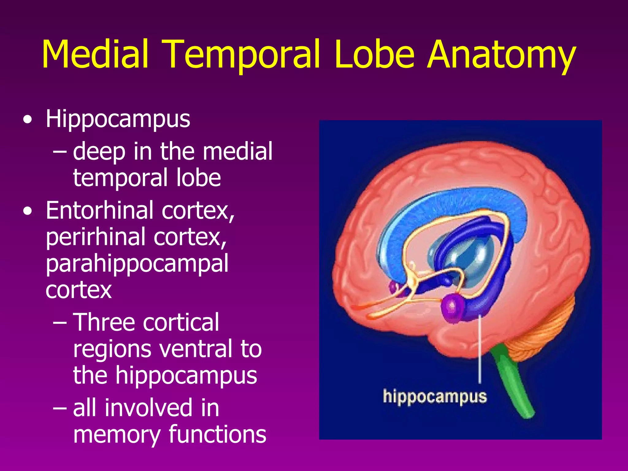 Medial Temporal Lobe Anatomy Hippocampus  deep in the medial temporal lobe Entorhinal cortex, perirhinal cortex, parahippocampal cortex  Three cortical regions ventral to the hippocampus all involved in memory functions  