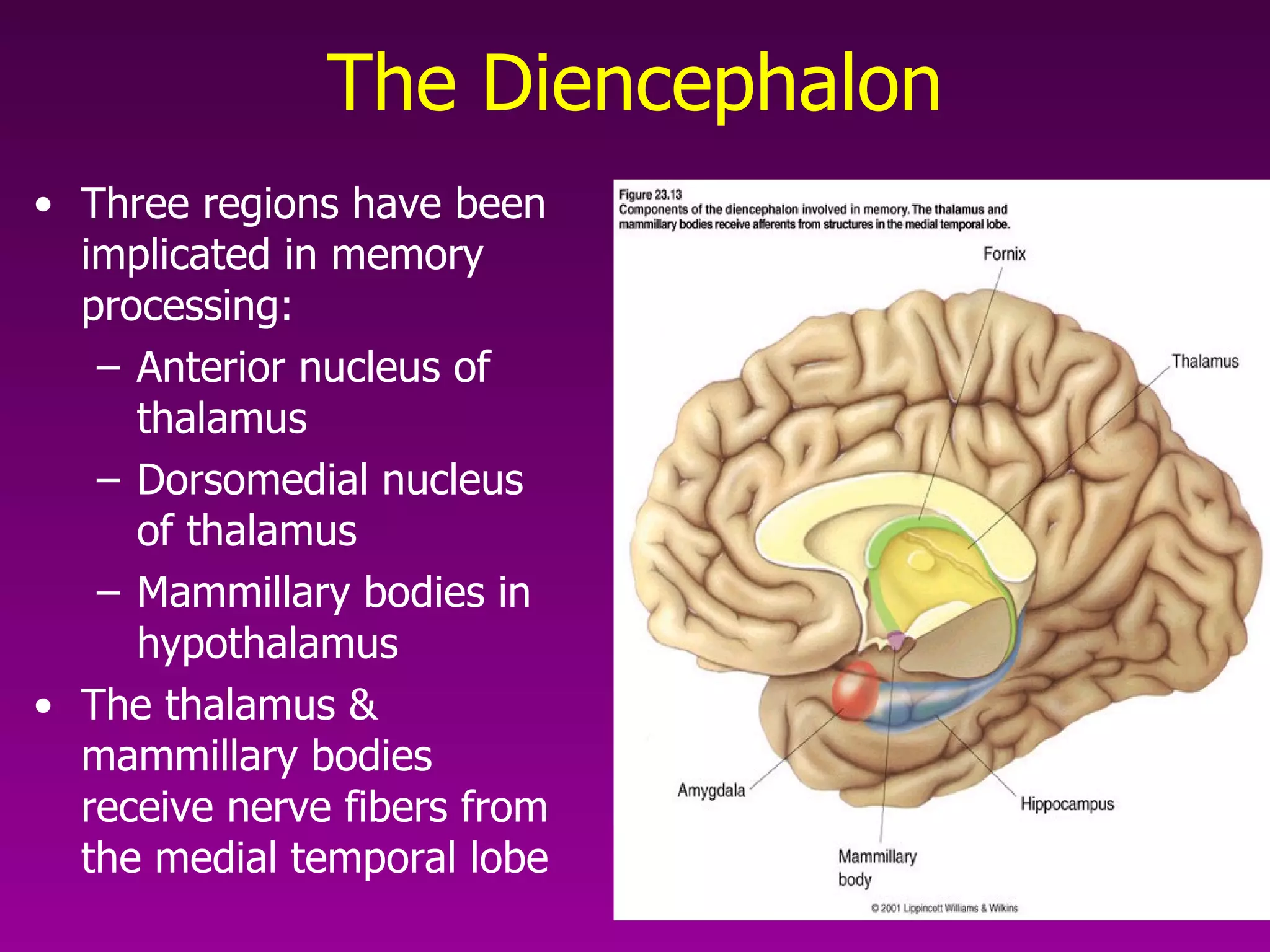 The Diencephalon Three regions have been implicated in memory processing: Anterior nucleus of thalamus Dorsomedial nucleus of thalamus Mammillary bodies in hypothalamus The thalamus & mammillary bodies receive nerve fibers from the medial temporal lobe 
