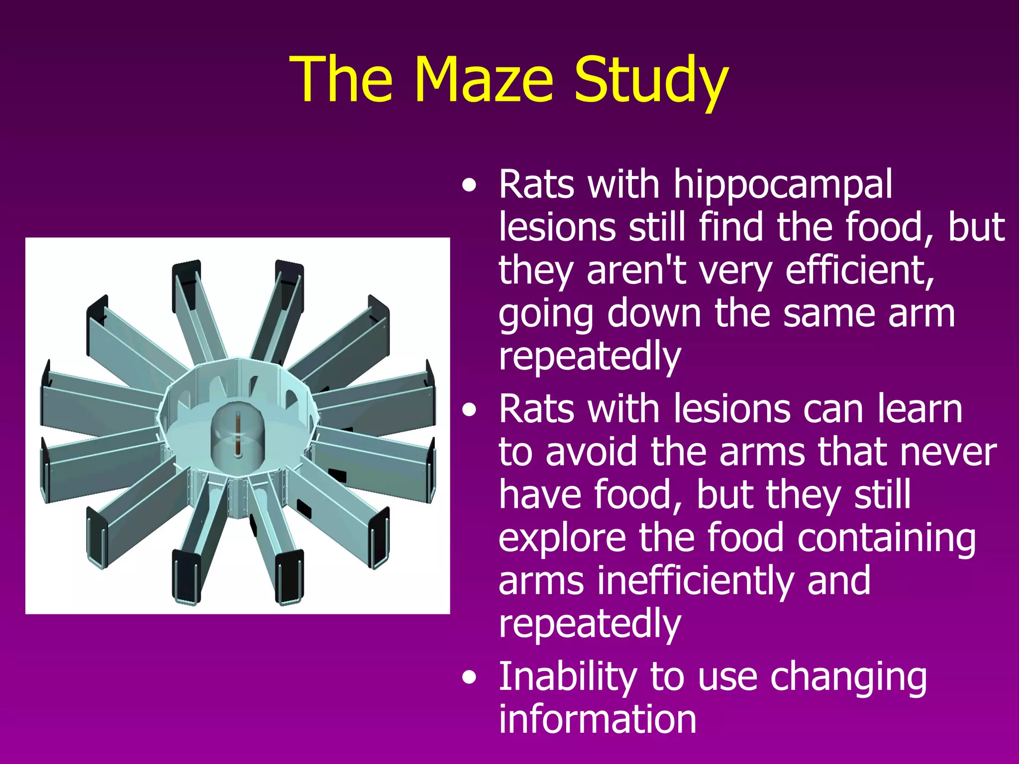 The Maze Study Rats with hippocampal lesions still find the food, but they aren't very efficient, going down the same arm repeatedly  Rats with lesions can learn to avoid the arms that never have food, but they still explore the food containing arms inefficiently and repeatedly  Inability to use changing information  