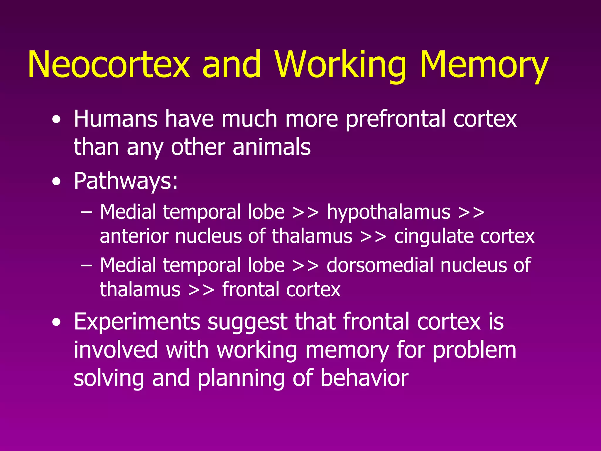 Neocortex and Working Memory   Humans have much more prefrontal cortex than any other animals  Pathways:  Medial temporal lobe >> hypothalamus >> anterior nucleus of thalamus >> cingulate cortex Medial temporal lobe >> dorsomedial nucleus of thalamus >> frontal cortex  Experiments suggest that frontal cortex is involved with working memory for problem solving and planning of behavior  