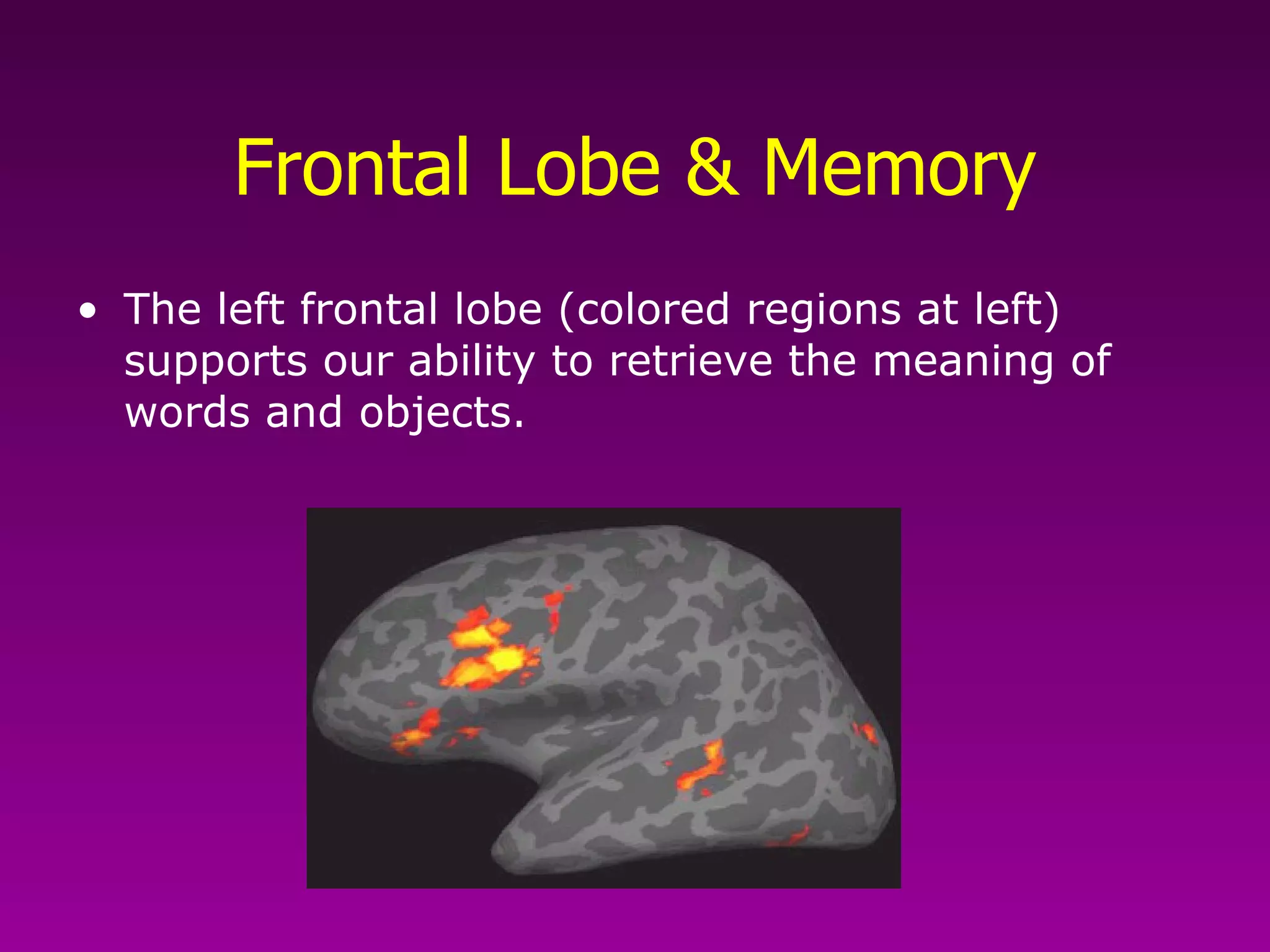 Frontal Lobe & Memory The left frontal lobe (colored regions at left) supports our ability to retrieve the meaning of words and objects.  