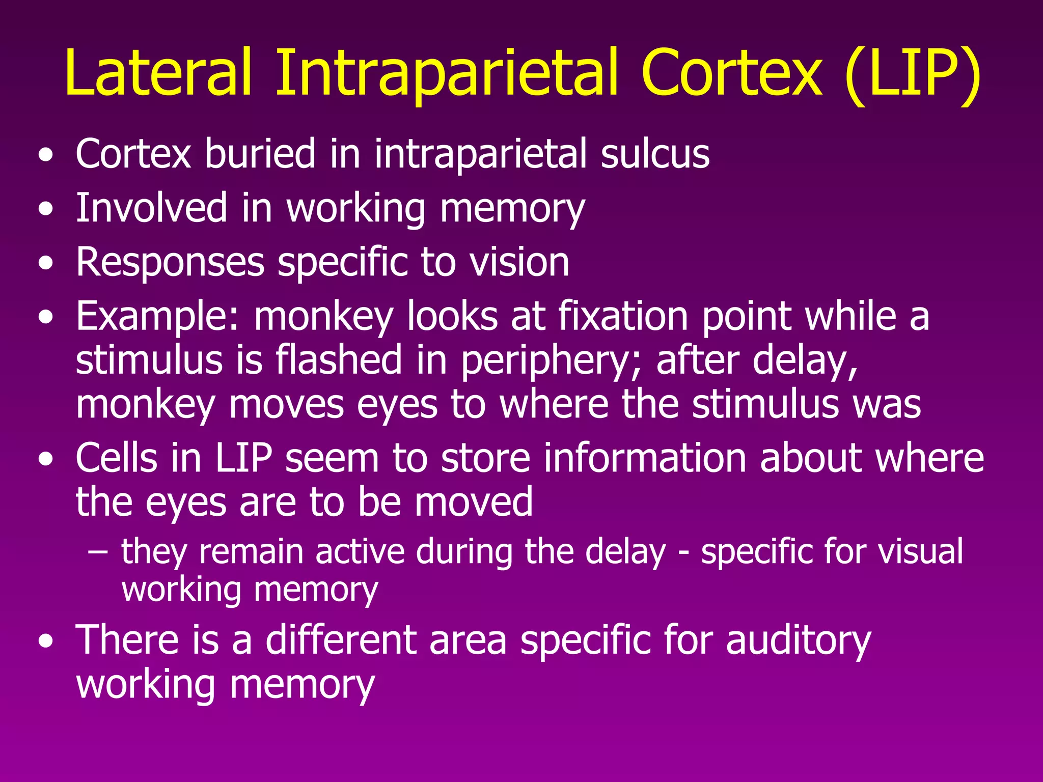 Lateral Intraparietal Cortex (LIP)   Cortex buried in intraparietal sulcus  Involved in working memory Responses specific to vision  Example: monkey looks at fixation point while a stimulus is flashed in periphery; after delay, monkey moves eyes to where the stimulus was Cells in LIP seem to store information about where the eyes are to be moved they remain active during the delay - specific for visual working memory There is a different area specific for auditory working memory  
