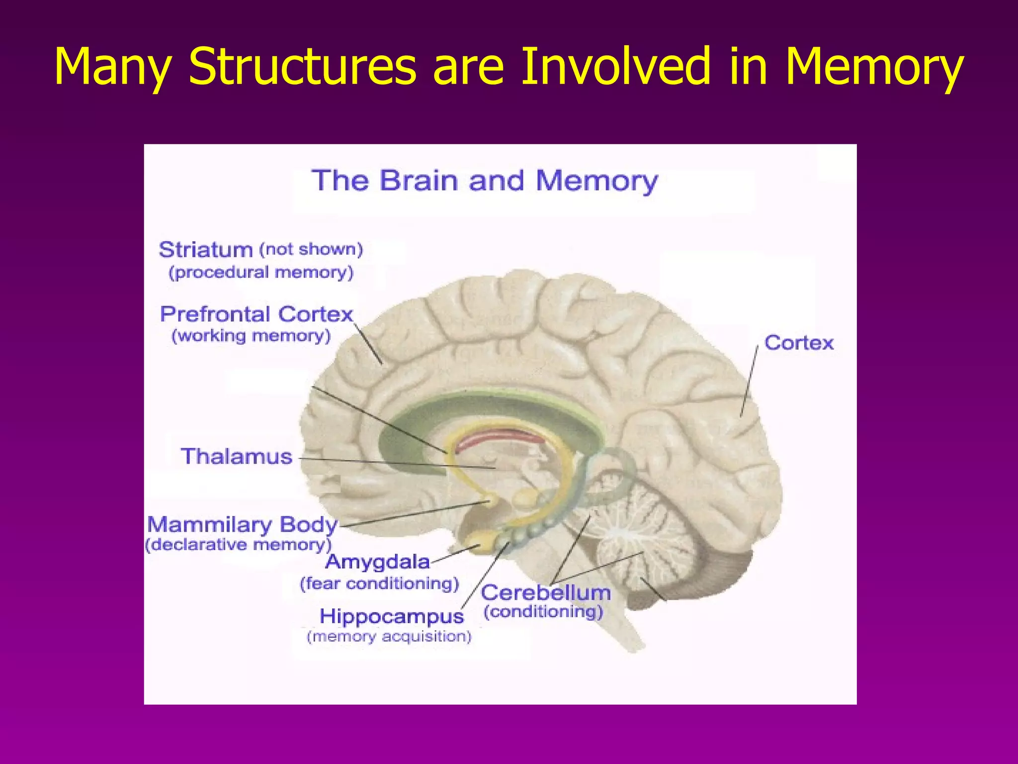 Many Structures are Involved in Memory 