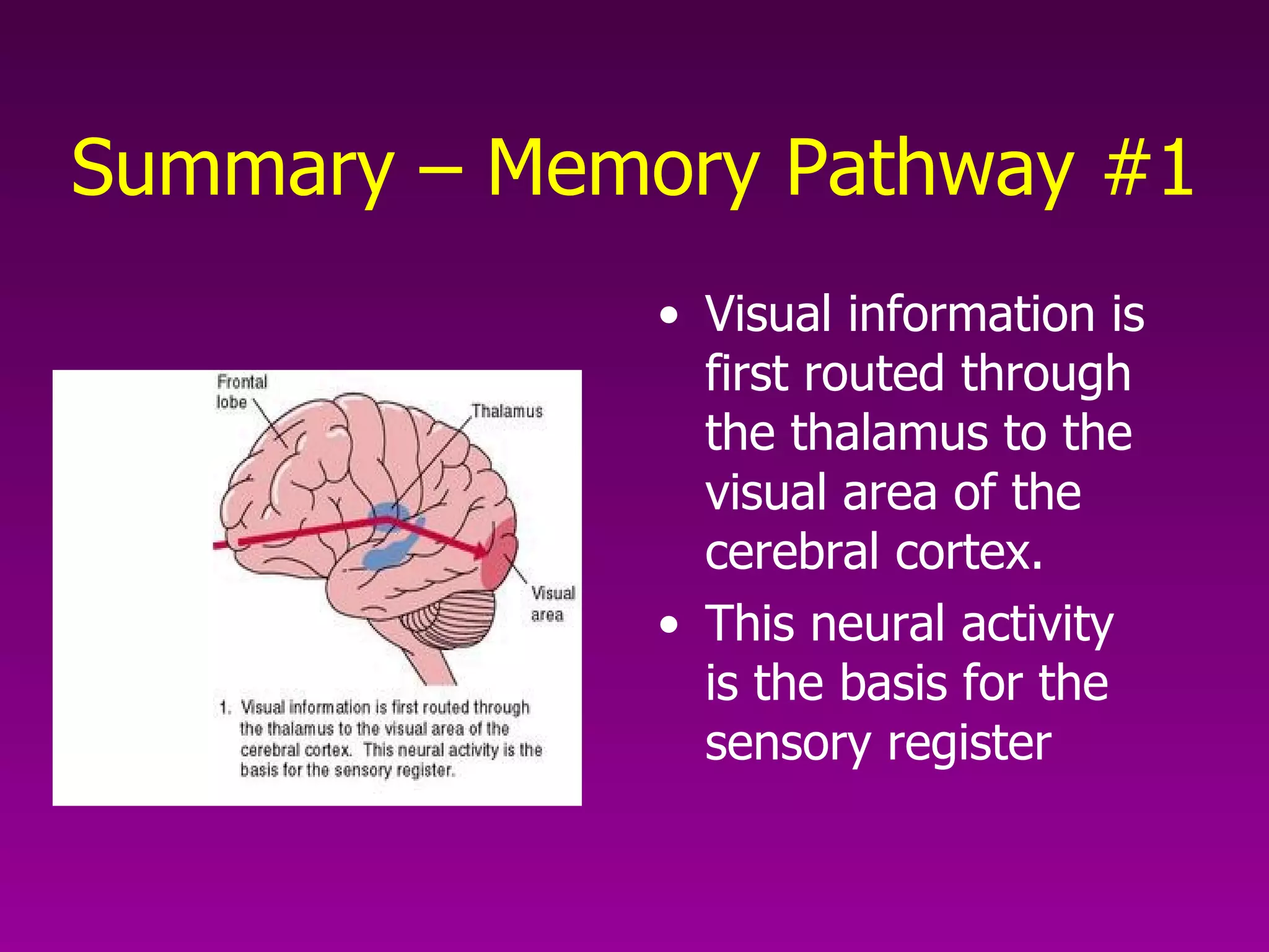 Summary – Memory Pathway #1 Visual information is first routed through the thalamus to the visual area of the cerebral cortex.  This neural activity is the basis for the sensory register 