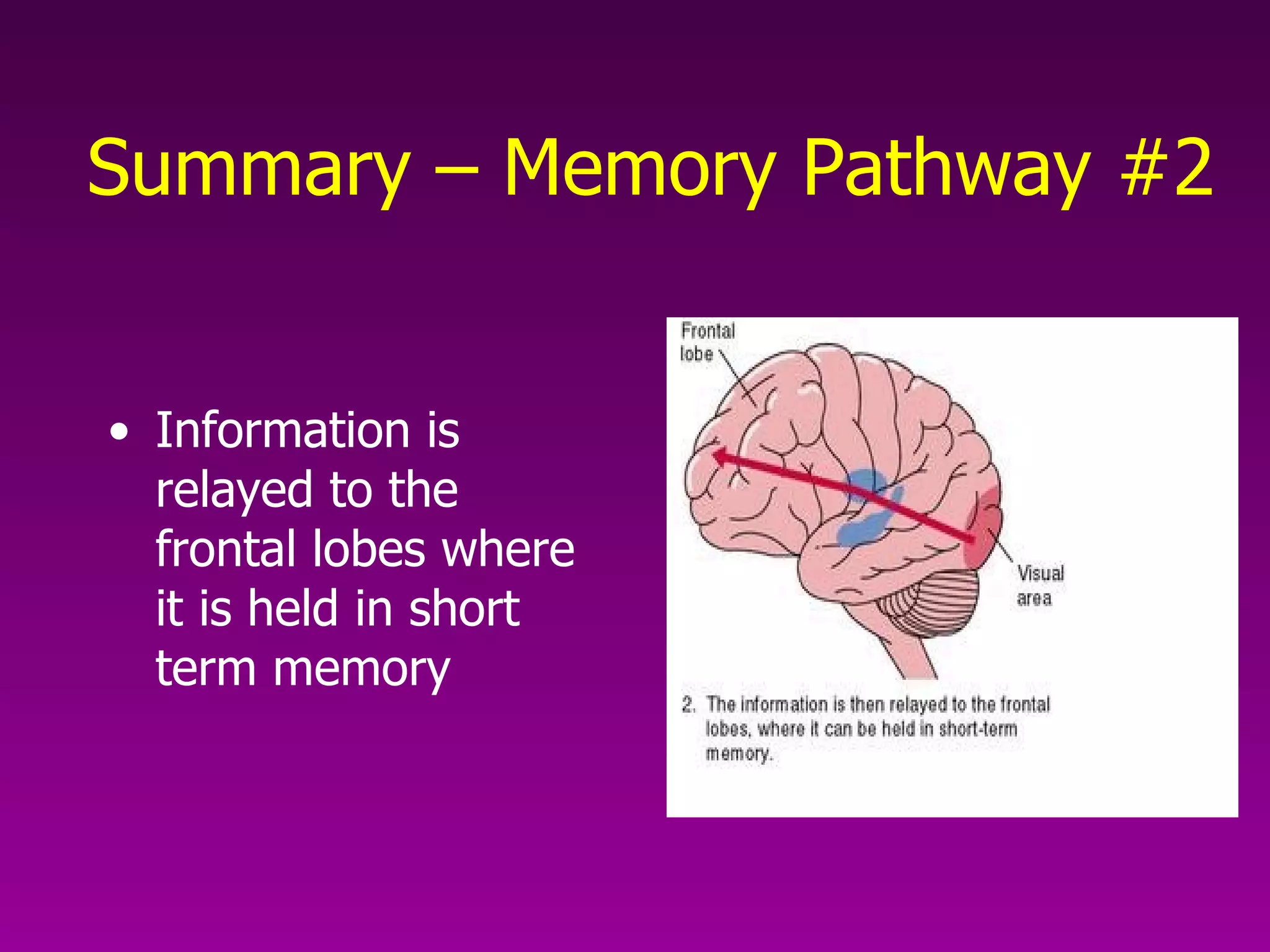 Summary – Memory Pathway #2 Information is relayed to the frontal lobes where it is held in short term memory 