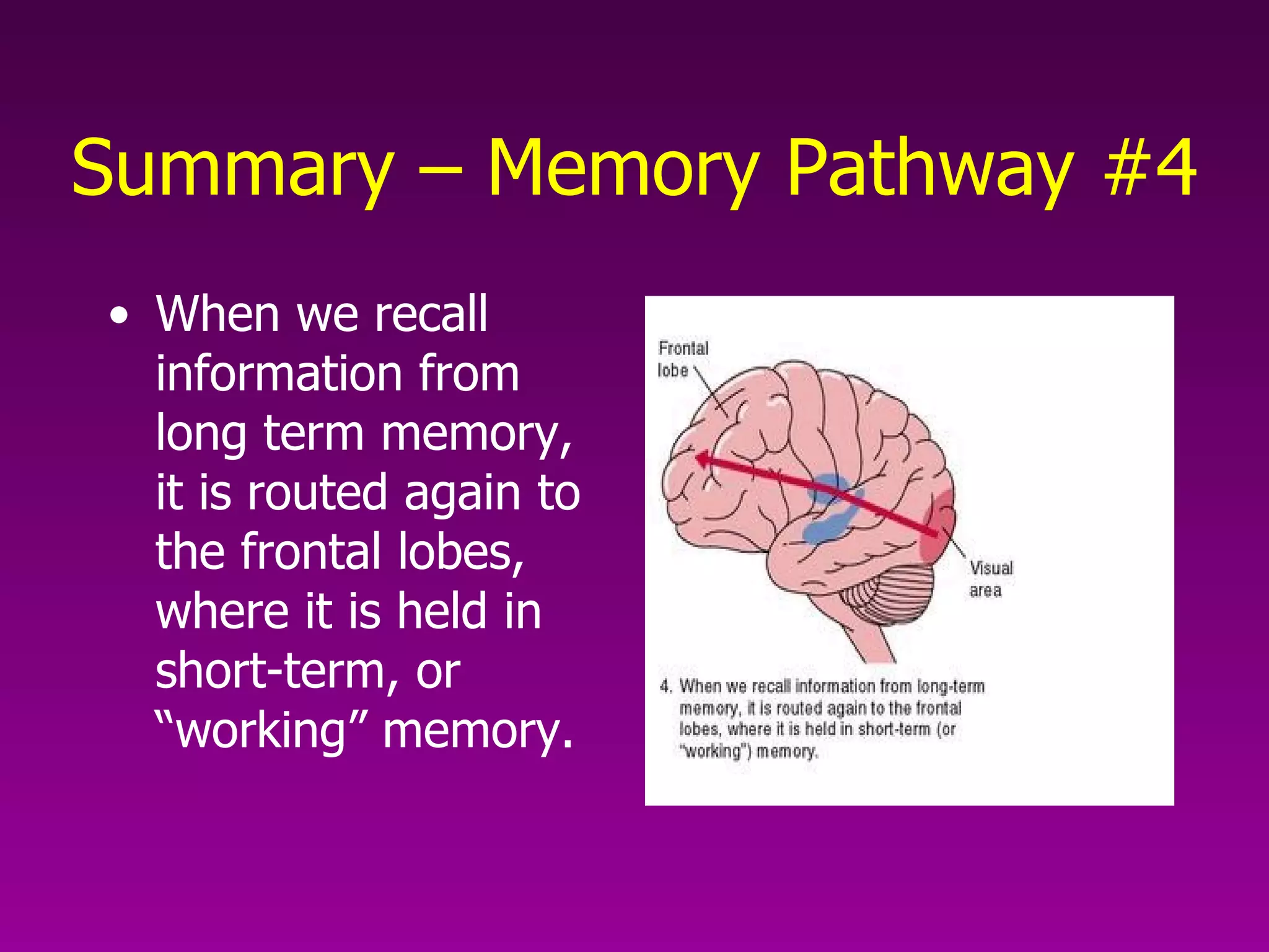 Summary – Memory Pathway #4 When we recall information from long term memory, it is routed again to the frontal lobes, where it is held in short-term, or “working” memory. 
