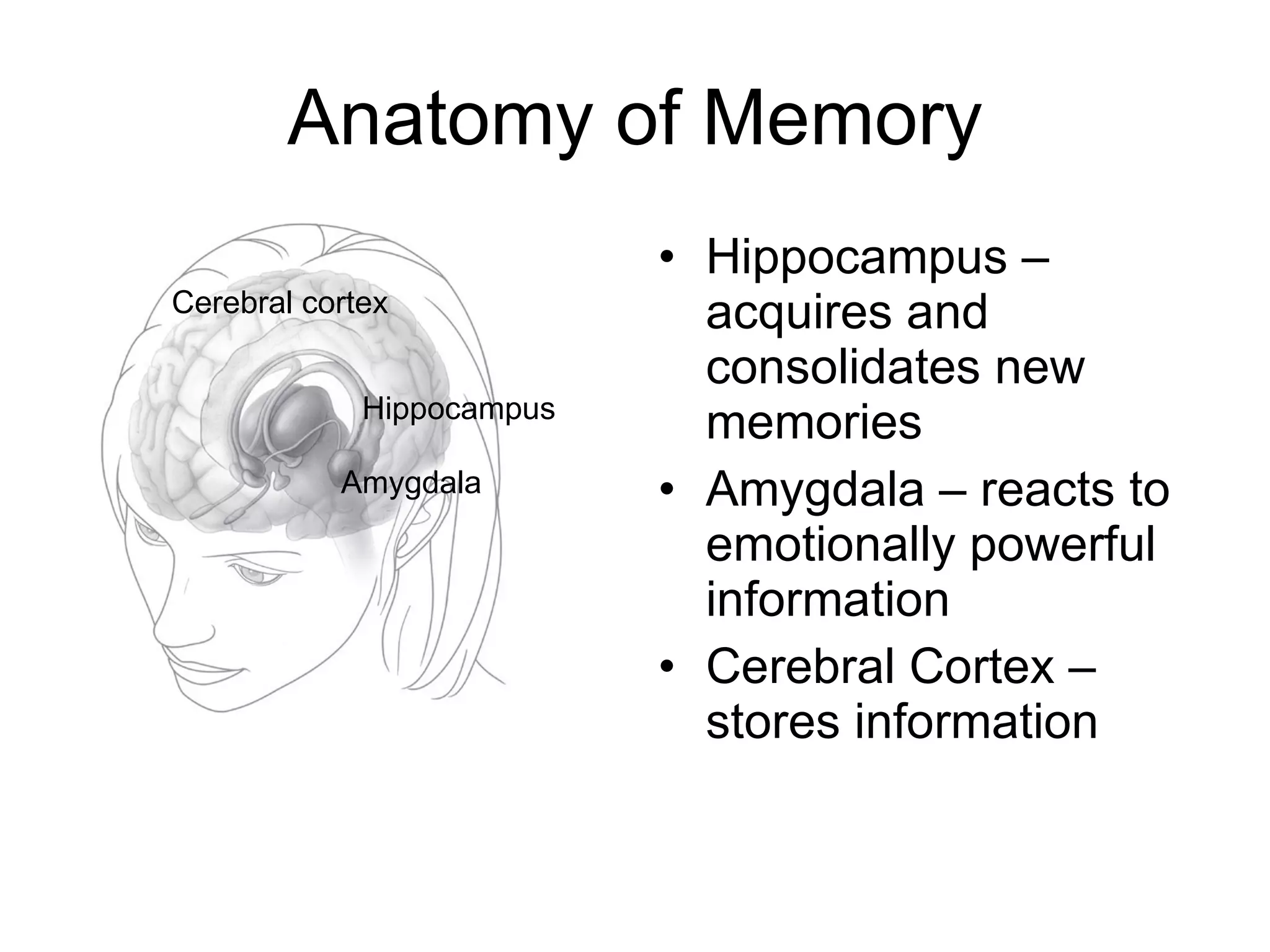 Anatomy of Memory Hippocampus – acquires and consolidates new memories Amygdala – reacts to emotionally powerful information Cerebral Cortex – stores information Cerebral cortex Hippocampus Amygdala 