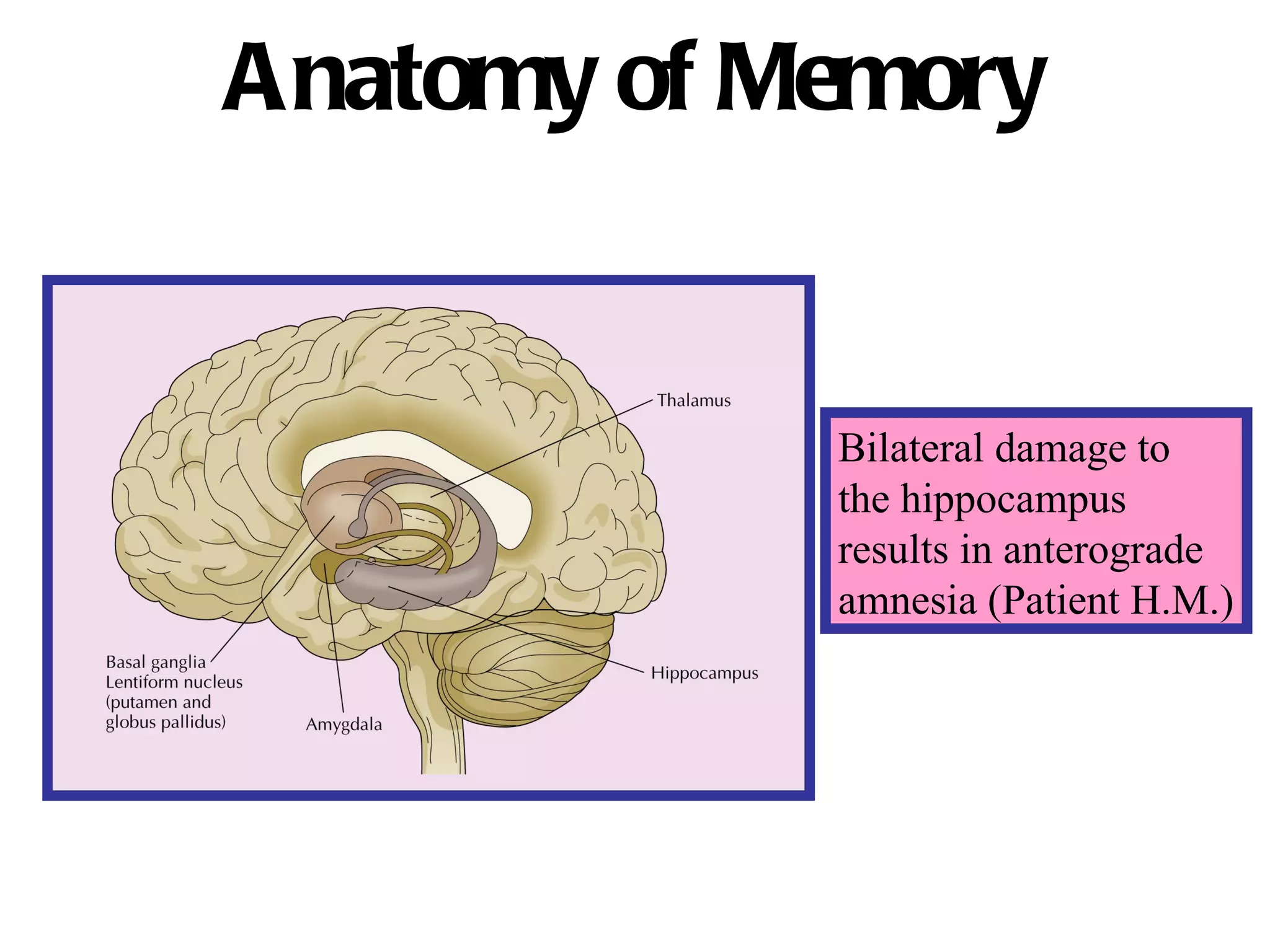 Anatomy of Memory Bilateral damage to the hippocampus  results in anterograde amnesia (Patient H.M.) 