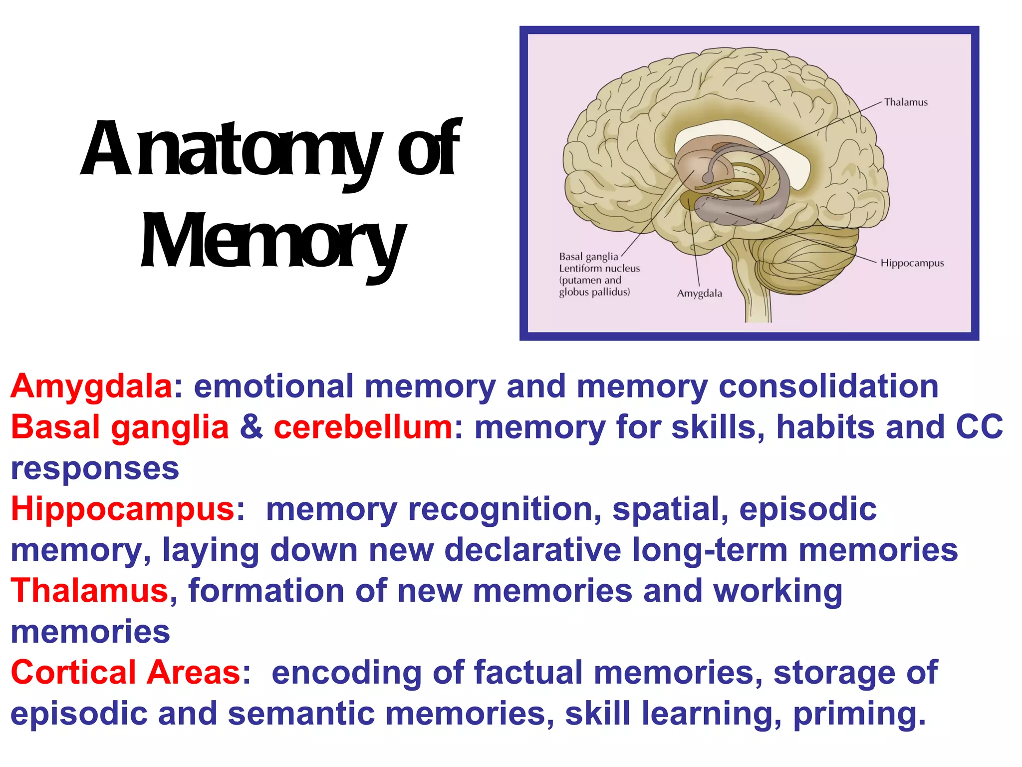 Anatomy of Memory Amygdala : emotional memory and memory consolidation Basal ganglia  &  cerebellum : memory for skills, habits and CC responses Hippocampus :  memory recognition, spatial, episodic memory, laying down new declarative long-term memories Thalamus , formation of new memories and working memories Cortical Areas :  encoding of factual memories, storage of episodic and semantic memories, skill learning, priming.  