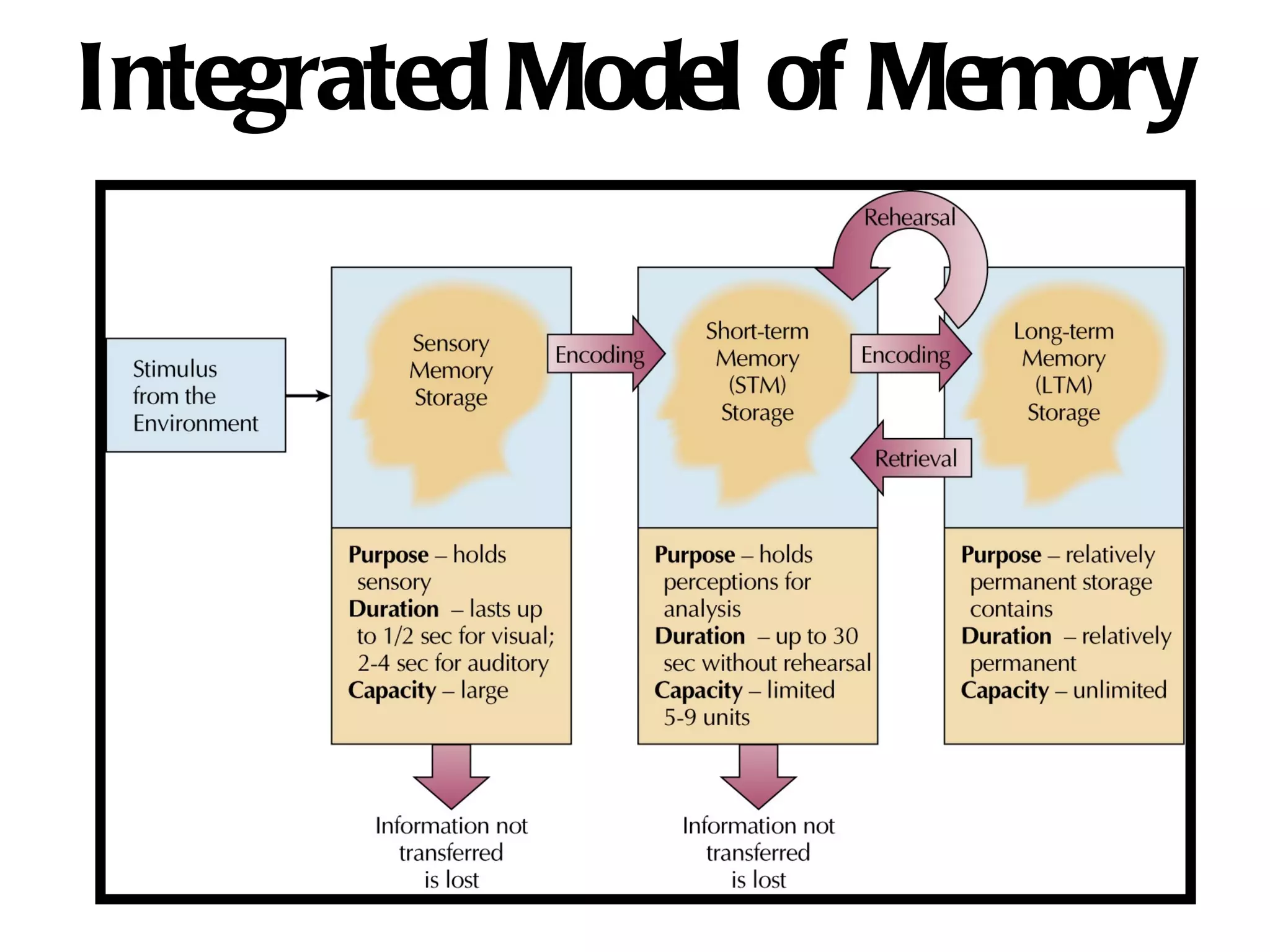 Integrated Model of Memory 