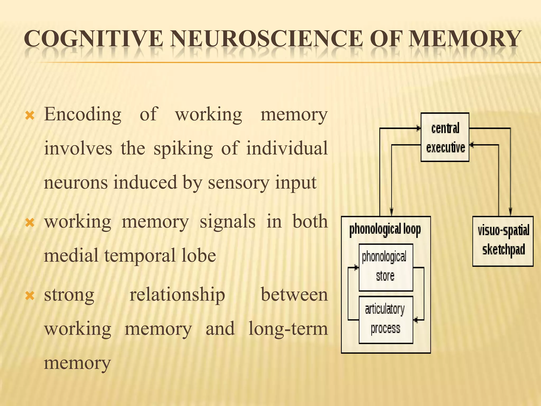 COGNITIVE NEUROSCIENCE OF MEMORY


   Encoding of working memory
    involves the spiking of individual
    neurons induced by sensory input
   working memory signals in both
    medial temporal lobe
   strong    relationship   between
    working memory and long-term
    memory
 