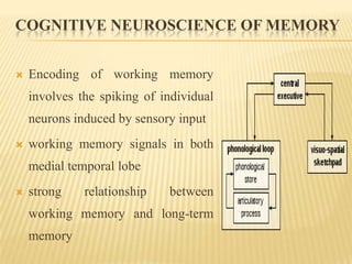 COGNITIVE NEUROSCIENCE OF MEMORY


   Encoding of working memory
    involves the spiking of individual
    neurons induced by sensory input
   working memory signals in both
    medial temporal lobe
   strong    relationship   between
    working memory and long-term
    memory
 