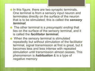  In this figure, there are two synaptic terminals.
One terminal is from a sensory input neuron and
terminates directly on the surface of the neuron
that is to be stimulated; this is called the sensory
terminal.
 The other terminal is a presynaptic ending that
lies on the surface of the sensory terminal, and it
is called the facilitator terminal.
 When the sensory terminal is stimulated
repeatedly but without stimulation of the facilitator
terminal, signal transmission at first is great, but it
becomes less and less intense with repeated
stimulation until transmission almost ceases. This
phenomenon is habituation & is a type of
negative memory
 