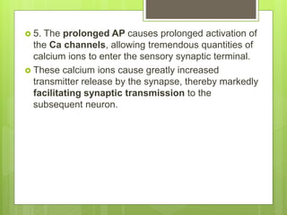  5. The prolonged AP causes prolonged activation of
the Ca channels, allowing tremendous quantities of
calcium ions to enter the sensory synaptic terminal.
 These calcium ions cause greatly increased
transmitter release by the synapse, thereby markedly
facilitating synaptic transmission to the
subsequent neuron.
 