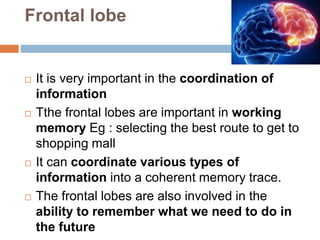 Frontal lobe
 It is very important in the coordination of
information
 Tthe frontal lobes are important in working
memory Eg : selecting the best route to get to
shopping mall
 It can coordinate various types of
information into a coherent memory trace.
 The frontal lobes are also involved in the
ability to remember what we need to do in
the future
 