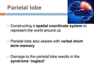 Parietal lobe
 Constructing a spatial coordinate system to
represent the world around us
 Parietal lobe also assists with verbal short
term memory
 Damage to the parietal lobe results in the
syndrome ‘neglect’
 