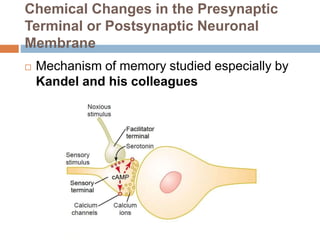 Chemical Changes in the Presynaptic
Terminal or Postsynaptic Neuronal
Membrane
 Mechanism of memory studied especially by
Kandel and his colleagues
 