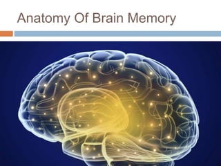 Anatomy Of Brain Memory
 