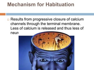 Mechanism for Habituation
 Results from progressive closure of calcium
channels through the terminal membrane.
Less of calcium is released and thus less of
neurotransmitter release.
 