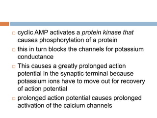 cyclic AMP activates a protein kinase that
causes phosphorylation of a protein
 this in turn blocks the channels for potassium
conductance
 This causes a greatly prolonged action
potential in the synaptic terminal because
potassium ions have to move out for recovery
of action potential
 prolonged action potential causes prolonged
activation of the calcium channels
 