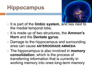 Hippocampus
 It is part of the limbic system, and lies next to
the medial temporal lobe.
 It is made up of two structures, the Ammon’s
Horn and the Dentate gyrus.
 Damage to the hippocampus and surrounding
area can cause ANTEROGRADE AMNESIA
 The hippocampus is also involved in memory
consolidation, which is the process of
transferring information that is currently in
working memory into ones long-term memory
 