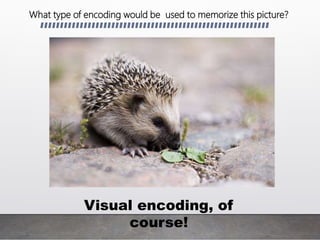 What type of encoding would be used to memorize this picture?
Visual encoding, of
course!
 