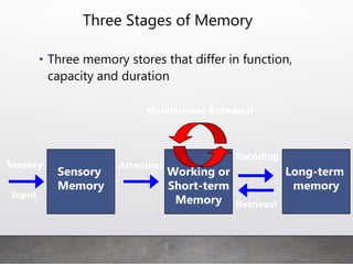Three Stages of Memory
• Three memory stores that differ in function,
capacity and duration
Long-term
memory
Working or
Short-term
Memory
Sensory
Input
Sensory
Memory
Attention
Encoding
Retrieval
Maintenance Rehearsal
 