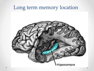 Long term memory location
 