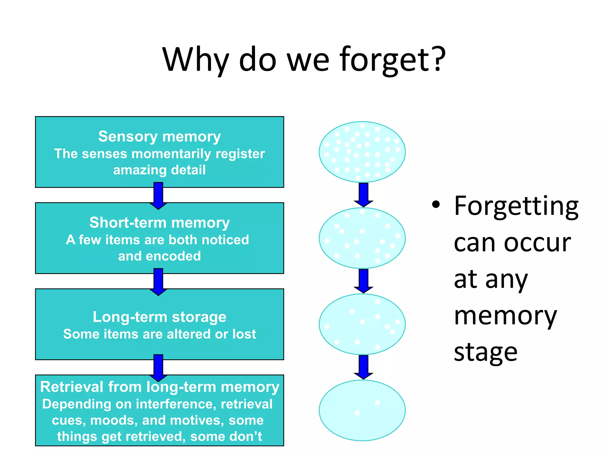 Why do we forget?
• Forgetting
can occur
at any
memory
stage
Retrieval from long-term memory
Depending on interference, retrieval
cues, moods, and motives, some
things get retrieved, some don’t
Long-term storage
Some items are altered or lost
Short-term memory
A few items are both noticed
and encoded
Sensory memory
The senses momentarily register
amazing detail
 