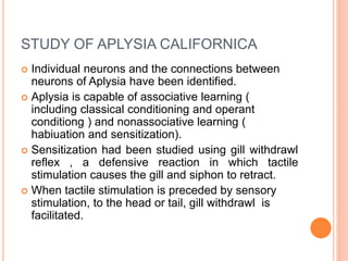 STUDY OF APLYSIA CALIFORNICA
 Individual neurons and the connections between
neurons of Aplysia have been identified.
 Aplysia is capable of associative learning (
including classical conditioning and operant
conditiong ) and nonassociative learning (
habiuation and sensitization).
 Sensitization had been studied using gill withdrawl
reflex , a defensive reaction in which tactile
stimulation causes the gill and siphon to retract.
 When tactile stimulation is preceded by sensory
stimulation, to the head or tail, gill withdrawl is
facilitated.
 