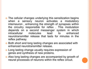  The cellular changes underlying this sensitization begins
when a sensory neuron activates a modulatory
interneuron , enhancing the strength of synapses within
the circuitry responsible for reflex . This modulation
depends on a second messenger system in which
intracellular molecules lead to enhanced
neurotransmitter release that lasts for minutes in the
reflex pathway.
 Both short and long lasting changes are associated with
enhanced neurotransmitter release.
 Long lasting change usually requires expression of
genes and synthesis of new proteins.
 Also long lasting changes are accompanied by growth of
neural processes of neurons within the reflex circuit.
 