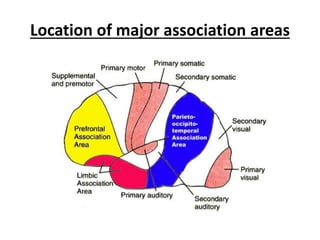 Location of major association areas
 