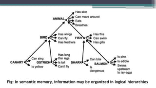 Fig: In semantic memory, information may be organized in logical hierarchies
 