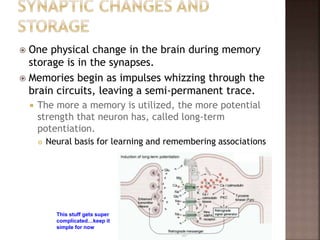  One physical change in the brain during memory
storage is in the synapses.
 Memories begin as impulses whizzing through the
brain circuits, leaving a semi-permanent trace.
 The more a memory is utilized, the more potential
strength that neuron has, called long-term
potentiation.
 Neural basis for learning and remembering associations
This stuff gets super
complicated…keep it
simple for now
 