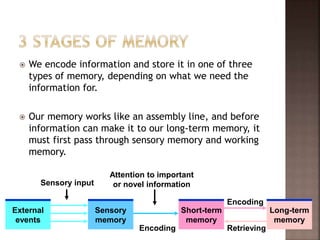  We encode information and store it in one of three
types of memory, depending on what we need the
information for.
 Our memory works like an assembly line, and before
information can make it to our long-term memory, it
must first pass through sensory memory and working
memory.
External
events
Sensory
memory
Short-term
memory
Long-term
memory
Sensory input
Attention to important
or novel information
Encoding
Encoding
Retrieving
 